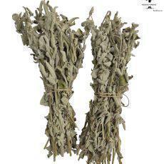 Wild Greek Sage Herbal Tea Whole Bunch | Harvest June 2023 | Premium Quality